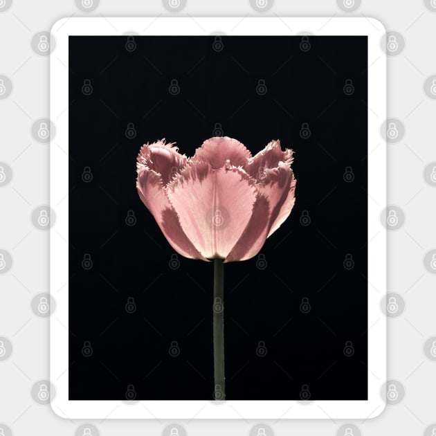 Pale Tulip In Sunlight 2 Sticker by Robert Alsop